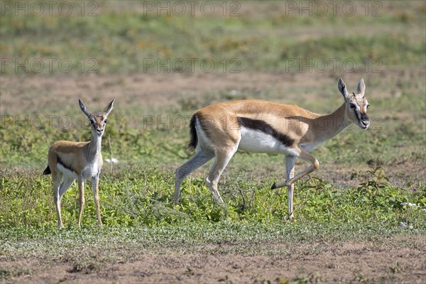 Serengeti thomson's gazelle