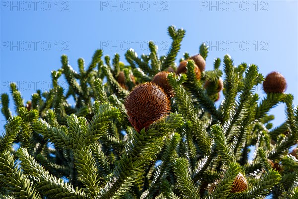 Beautiful Snake Pine or Monkey Tree with Cone