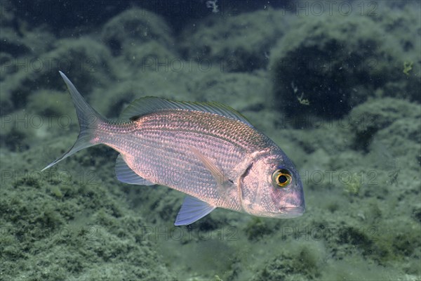 Canary bream