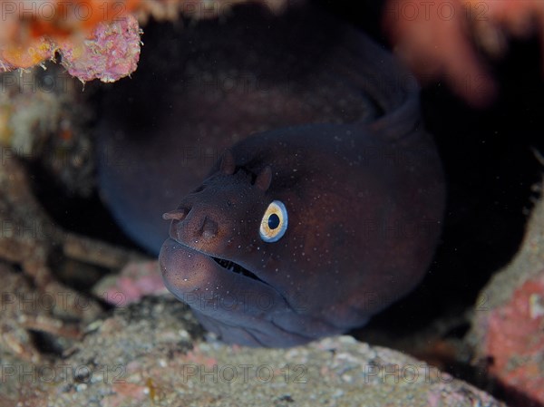 Black moray eel