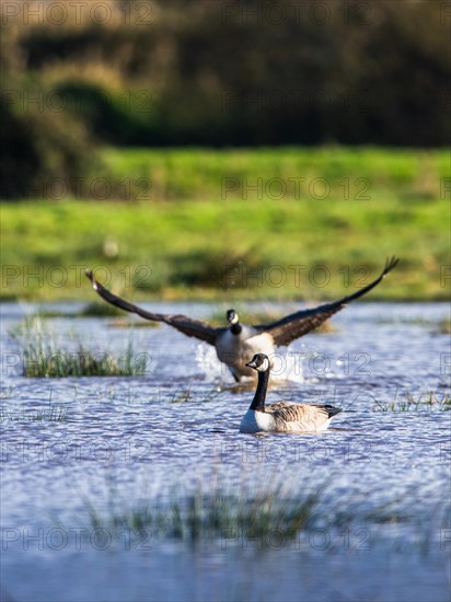 Canada Goose