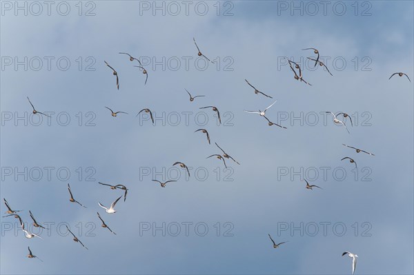 Black-tailed Godwit