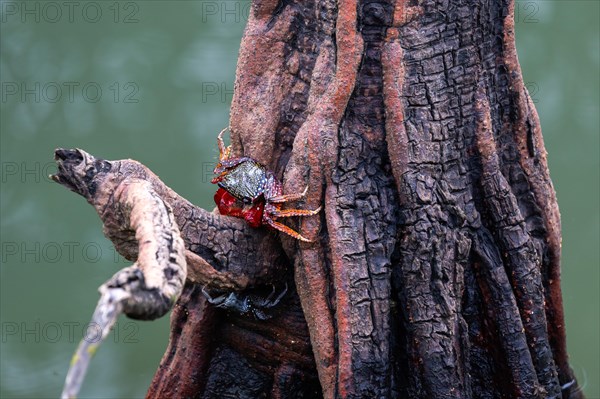 Red mangrove crabs