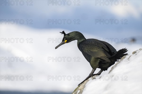 Common shag