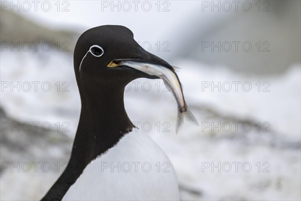 Common guillemot