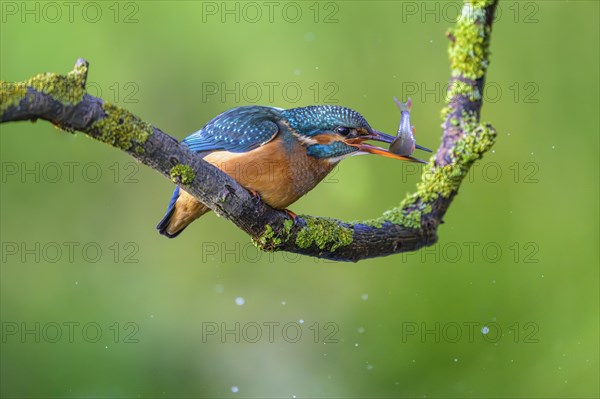 Common kingfisher