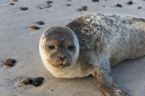 Seal on the beach