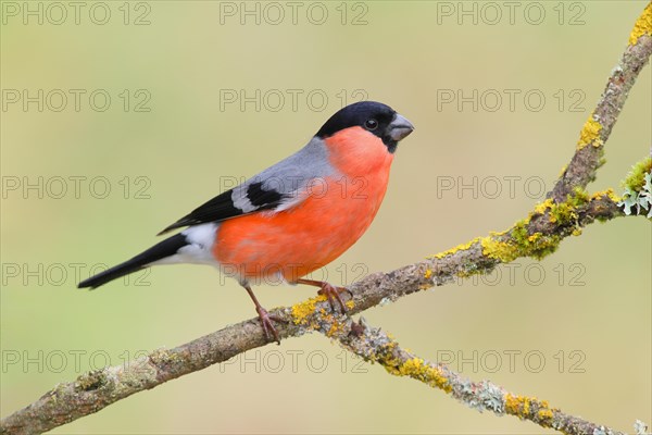 Eurasian bullfinch