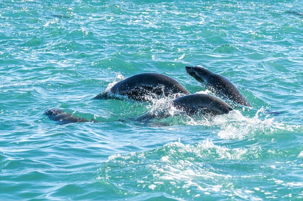 South American sea lions