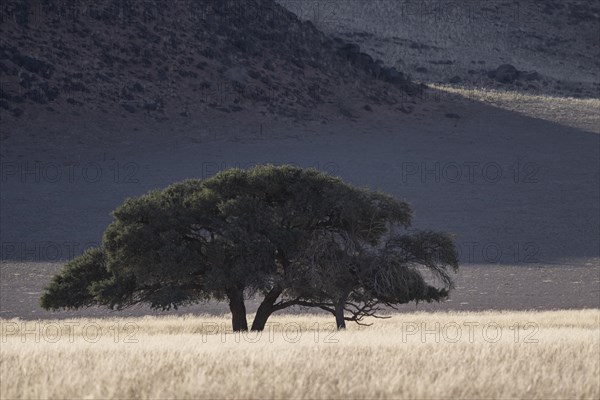 Acacia in front of Tirasbergen