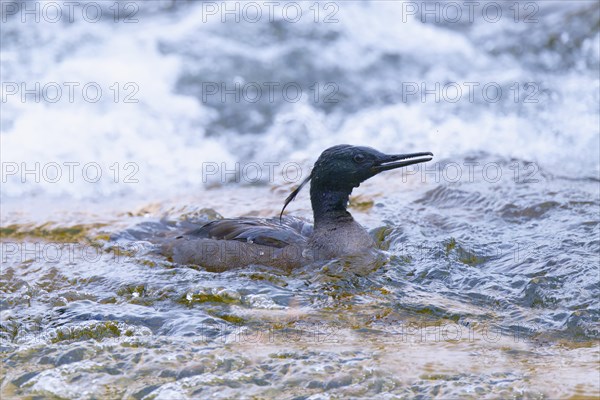 Brazilian merganser