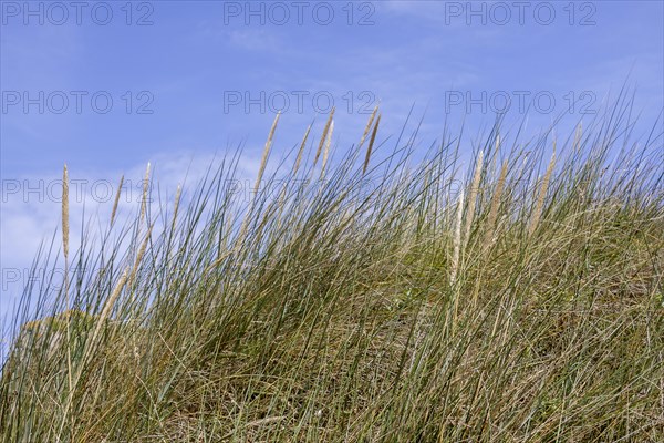 Marram grass