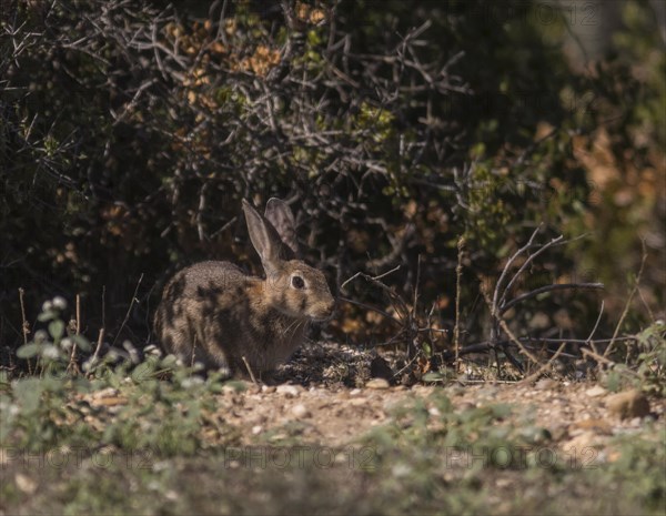 European hare