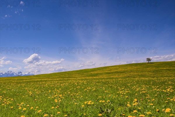 Blooming common dandelion