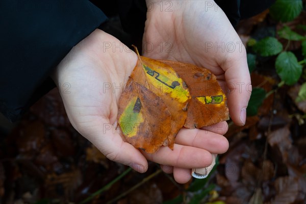 Stigmella Tityrella