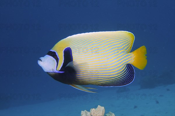 Emperor angelfish