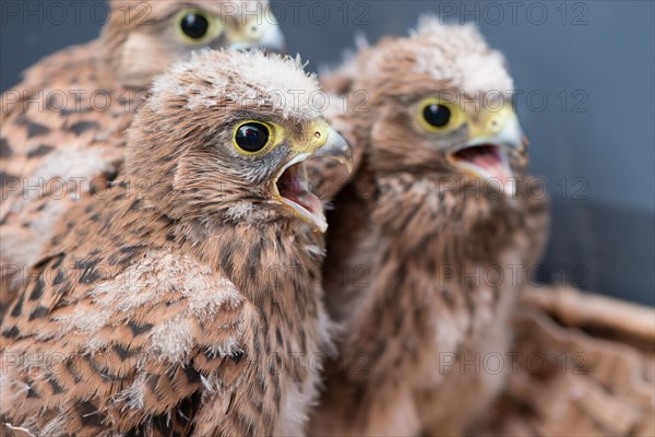 Three young common kestrels