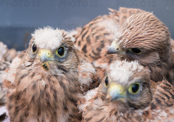 Three young common kestrels