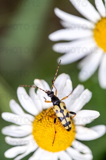 Spotted longhorn