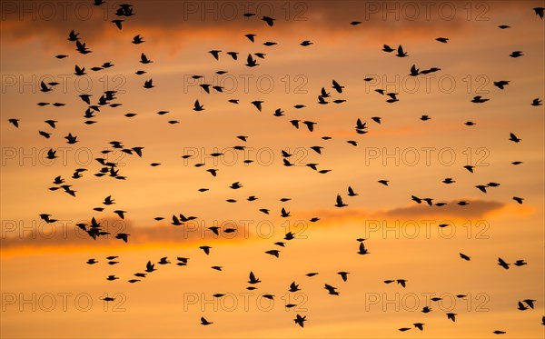 A flock of starlings or common starlings