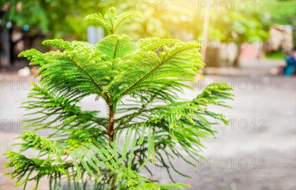 Close up of araucaria pine with text space. Details of araucaria leaves with copy space