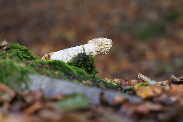 Common stinkhorn