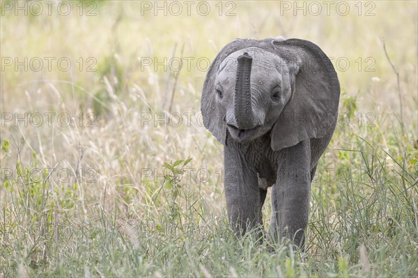 African elephant