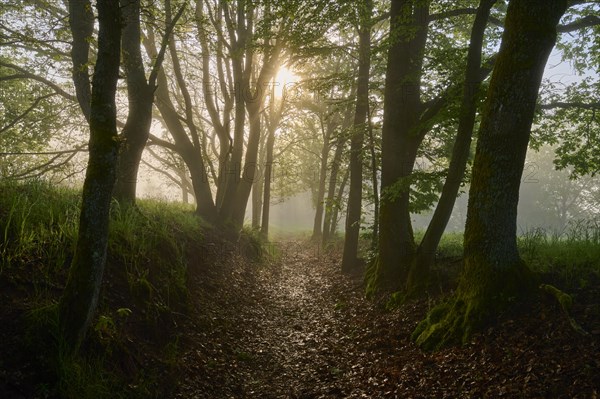 Hiking trail