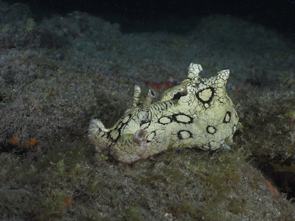 Sea snail spotted sea hare