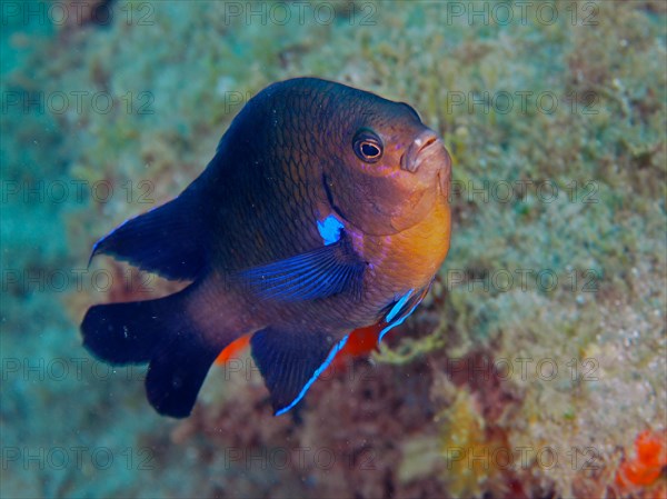 Neon reef fish