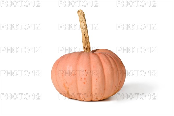 Pastel pink colored 'Miss Sophie Pink' Halloween pumpkin on white background