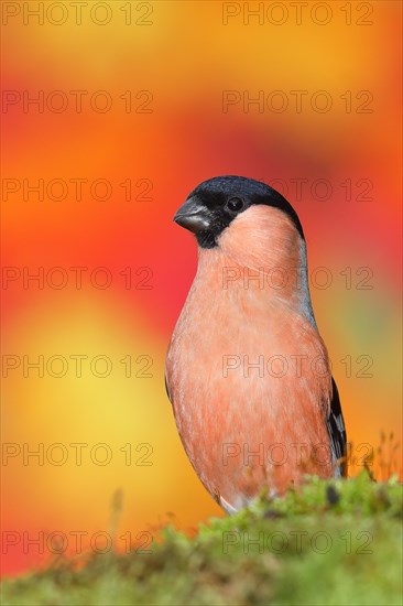 Eurasian bullfinch