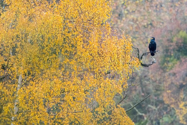 Great cormorant