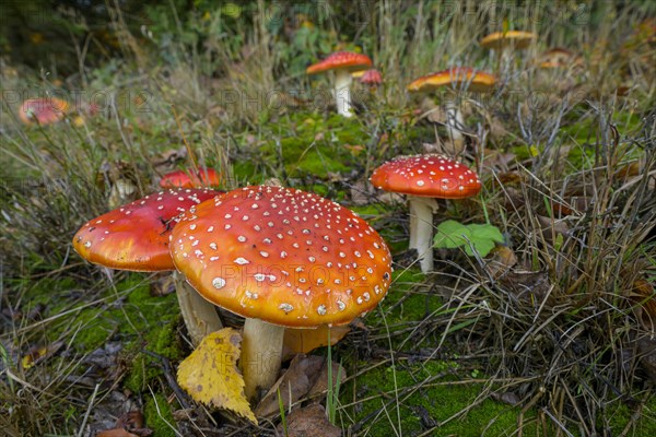 Fly agarics