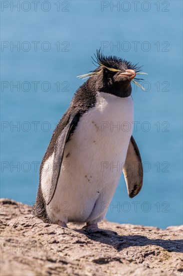 Southern rockhopper penguin