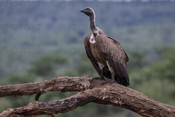 White-backed vulture