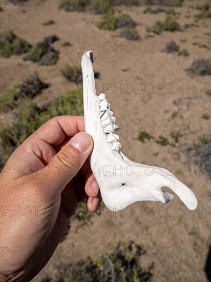 Guanaco jaw