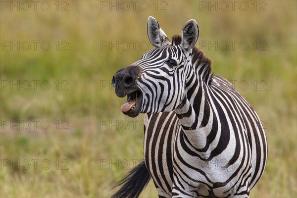 Plains zebra