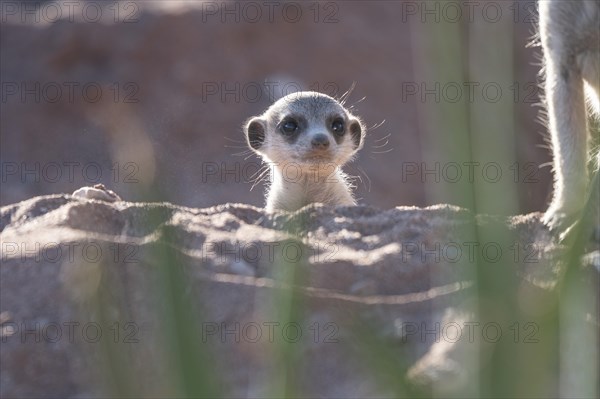 Meerkats