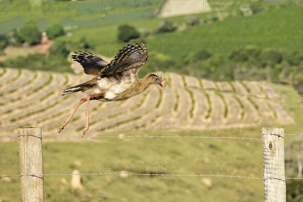 Red-legged Seriema