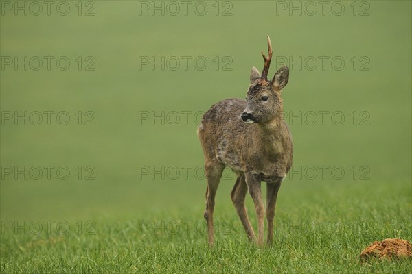 European roe deer