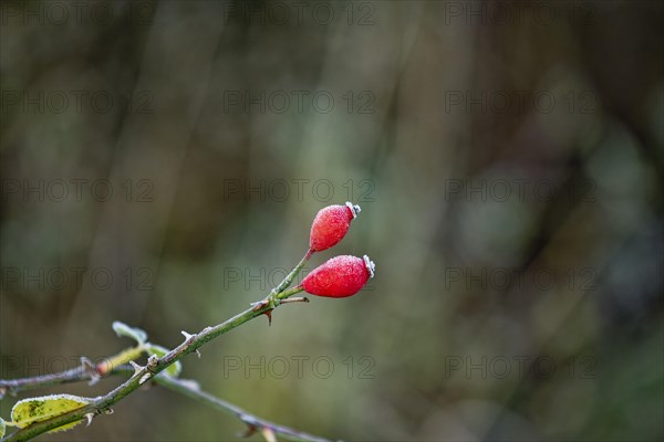 Hoarfrost