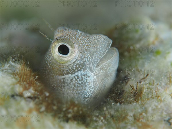 A tiny blue-bellied combfish