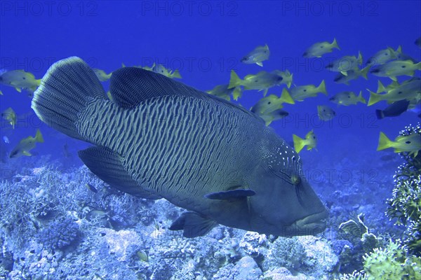 Humphead wrasse