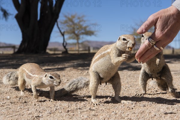 Mountain ground squirrel