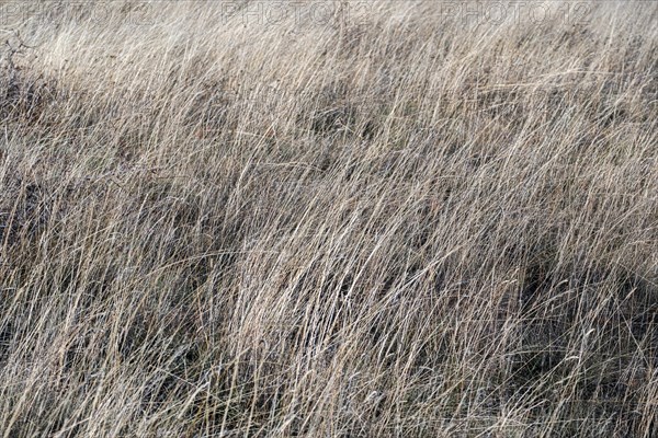 Detail of grassland in autumn on a mountain