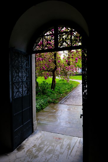 Door Entrance with Magnolia Tree in Patio in Schaffhausen