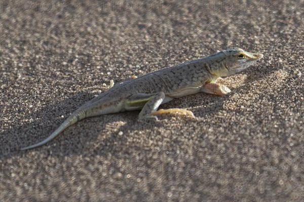 Shovel-nosed lizard