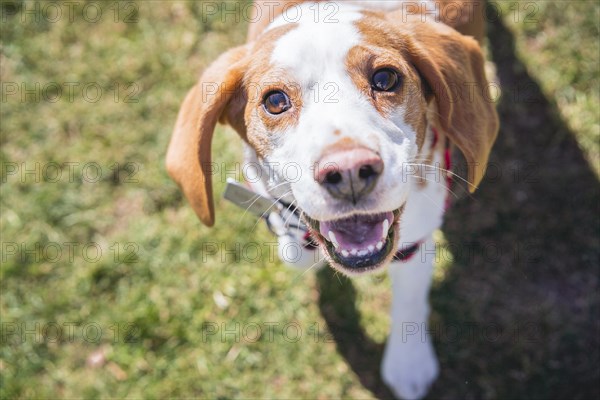 Beagle dog on lawn looking at camera while walking