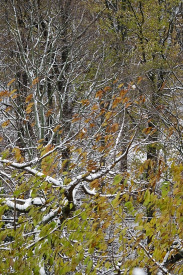 Forest in winter with snow
